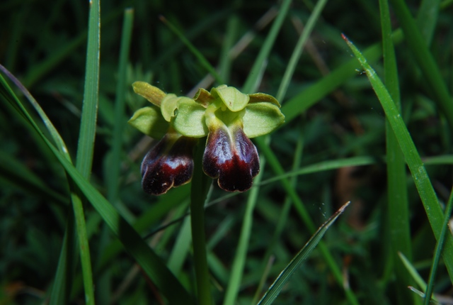 Ophrys  funerea